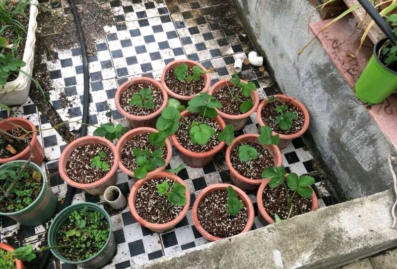 草莓种子怎么种植「草莓种子怎么种植方法 在家盆栽」_1